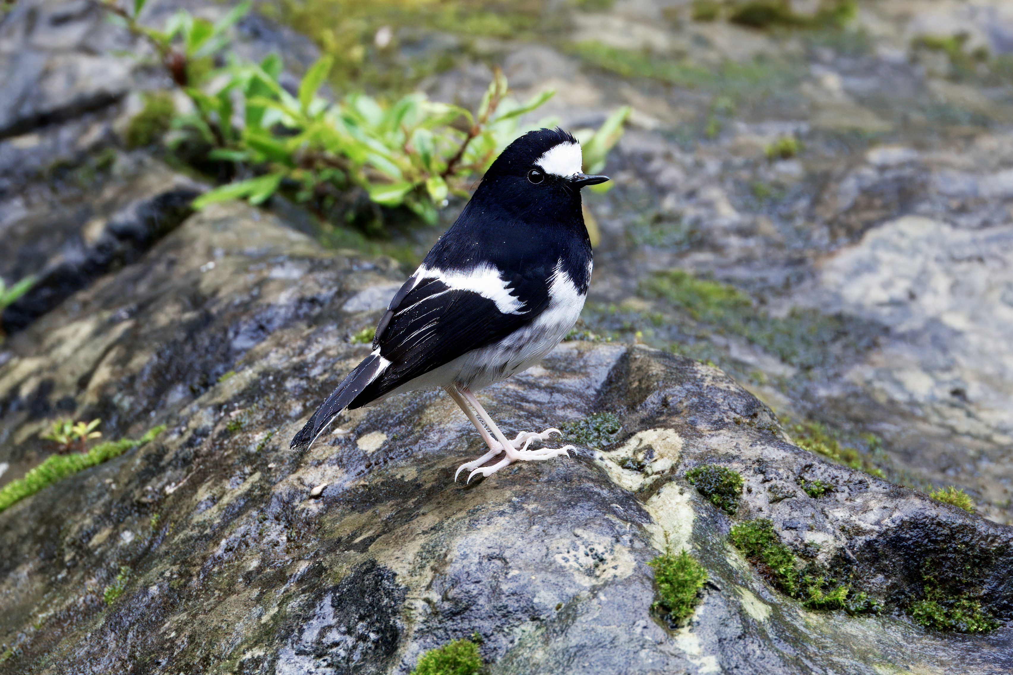iGoTerra - Learn about Blue-headed Racket-tail Prioniturus platenae