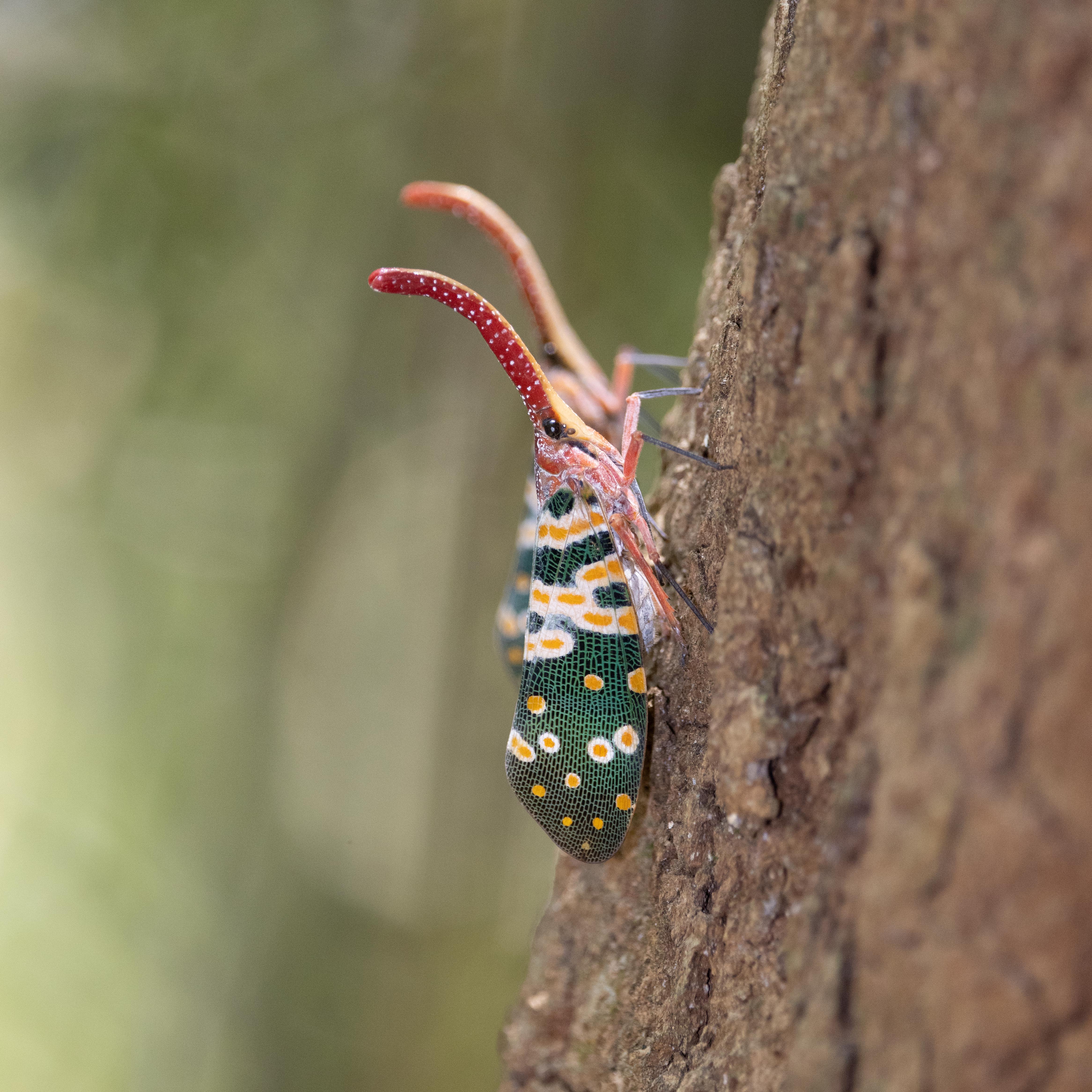 iGoTerra - Learn about Wavy-lined Fan-Foot Moth Zanclognatha jacchusalis