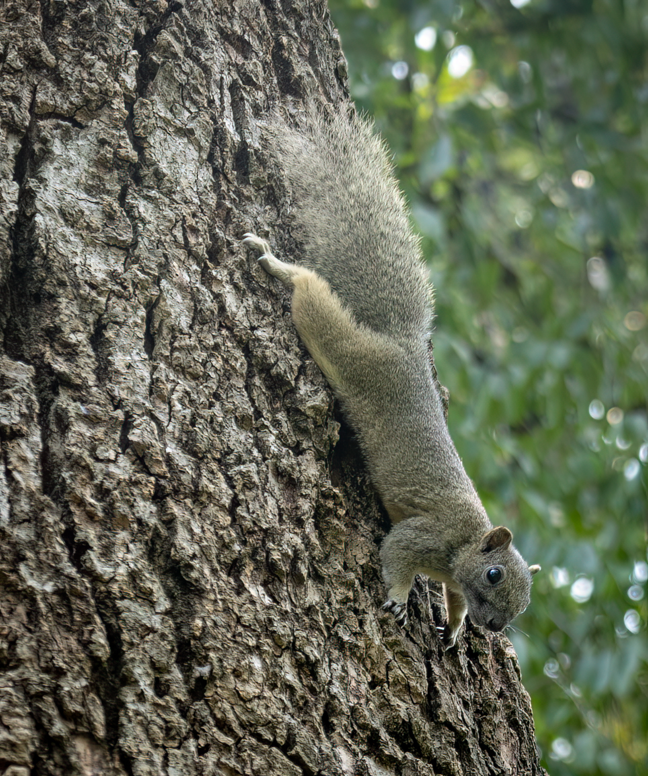 iGoTerra - Learn about Red-headed Malimbe Malimbus rubricollis