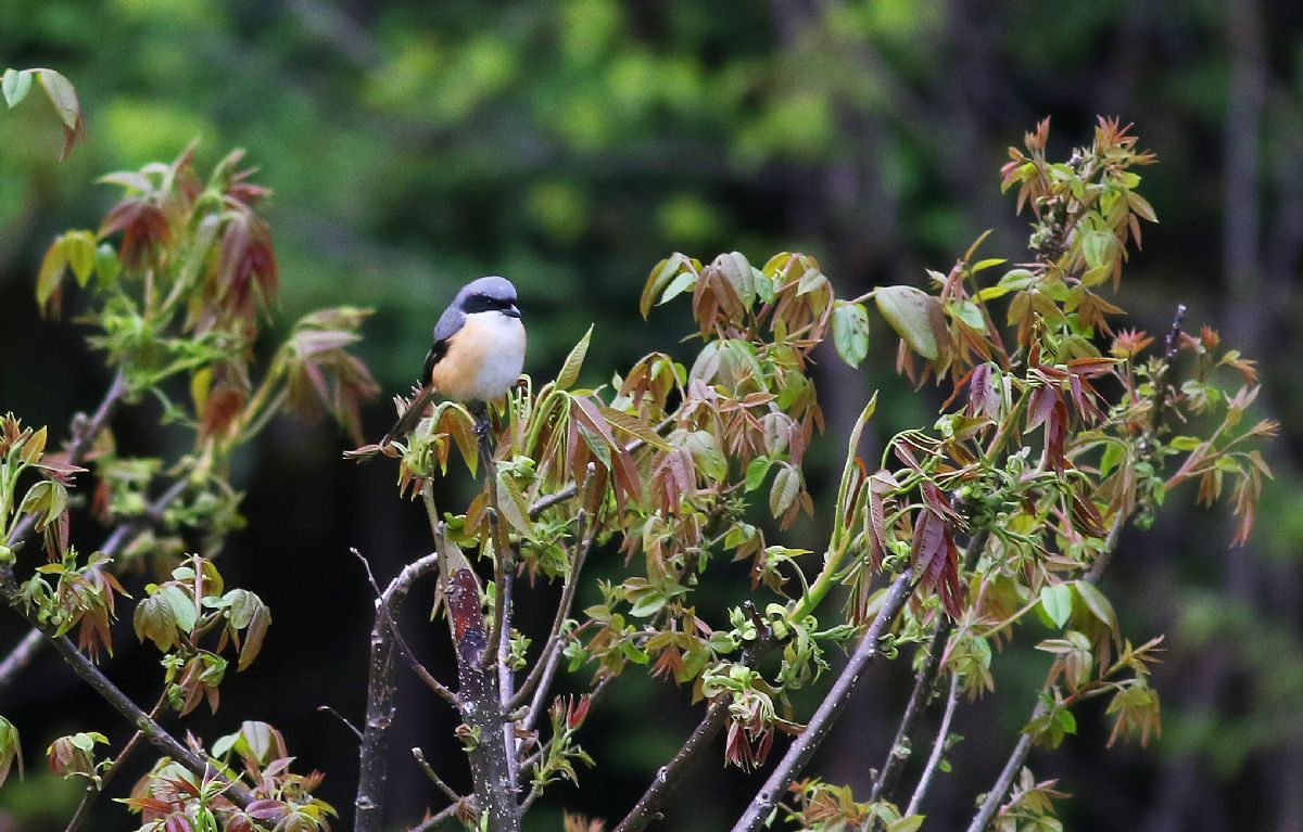 iGoTerra Learn about Myiomela leucura montium