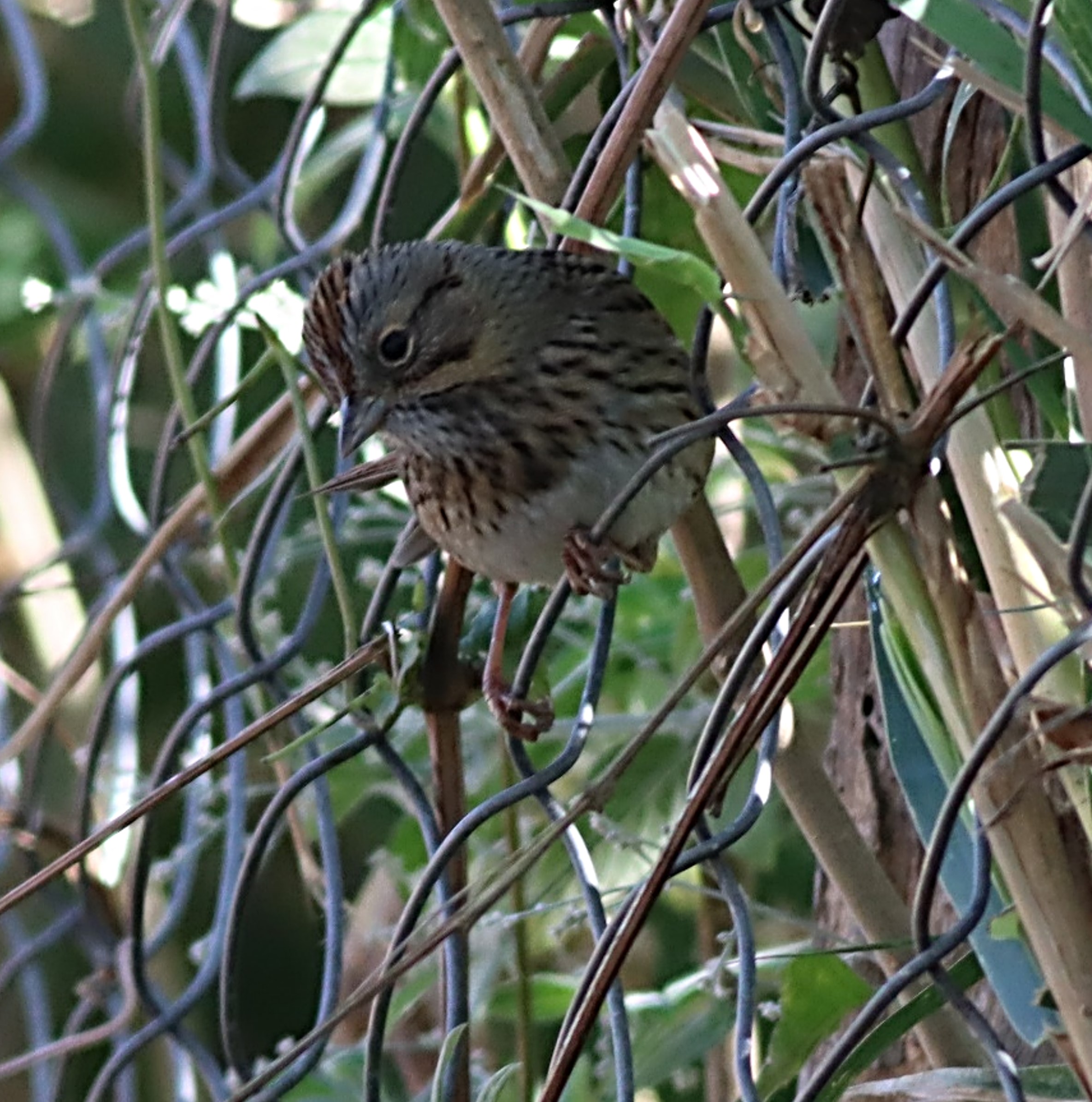iGoTerra - Learn about Neddicky Cisticola fulvicapilla