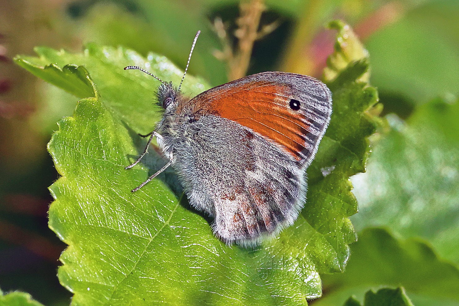 iGoTerra Learn about Crane Hawk Geranospiza caerulescens