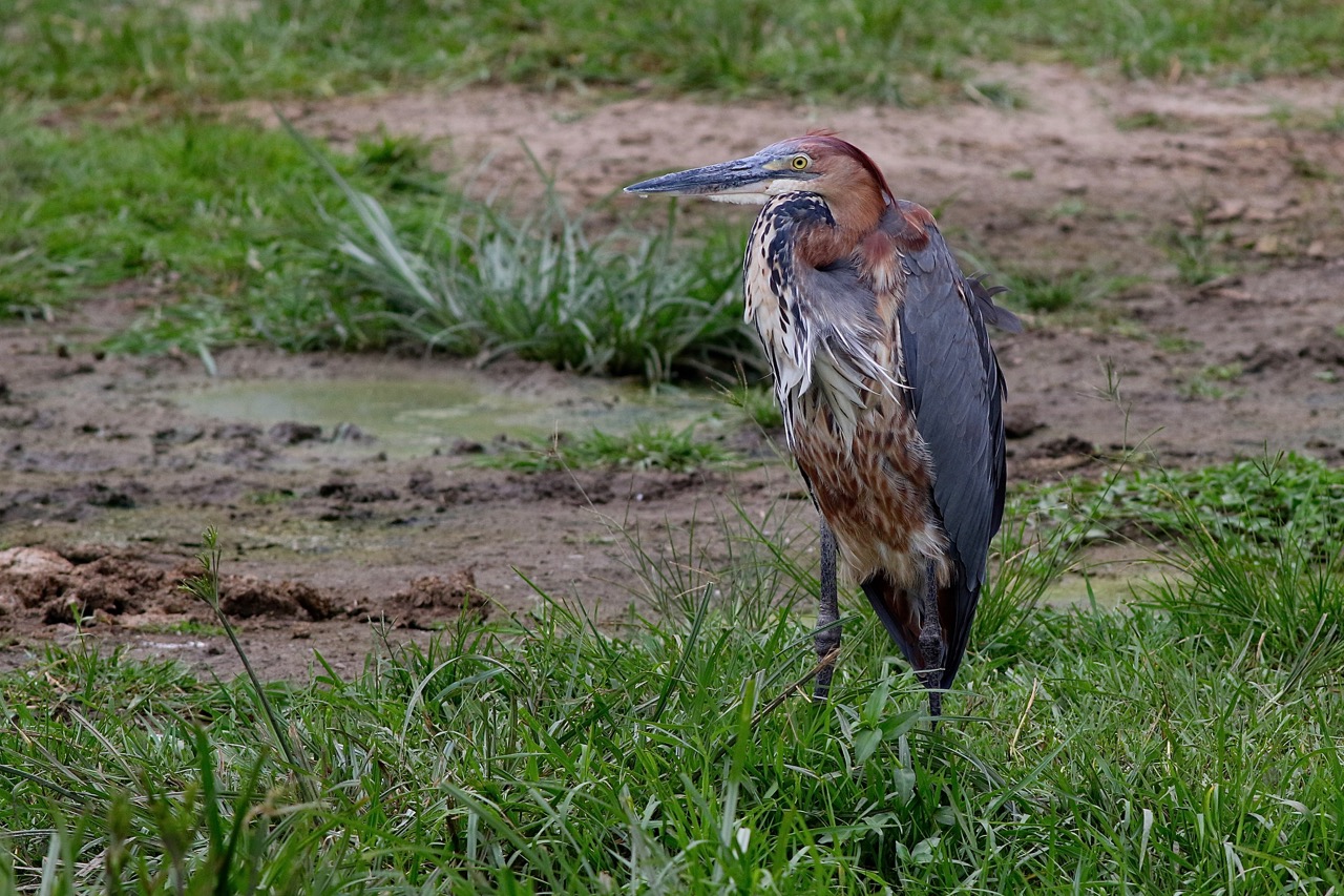 iGoTerra Learn about Aerodramus fuciphagus vestitus
