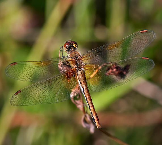 iGoTerra Learn about Aerodramus fuciphagus vestitus