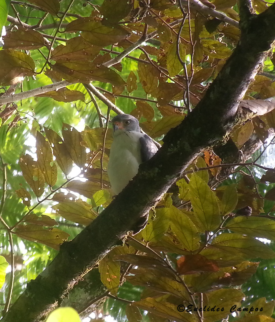 igoterra-learn-about-red-vented-bulbul-pycnonotus-cafer