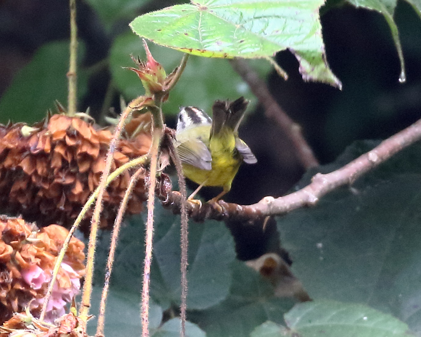 iGoTerra Learn about Peucestas Satyr Pedaliodes peucestas