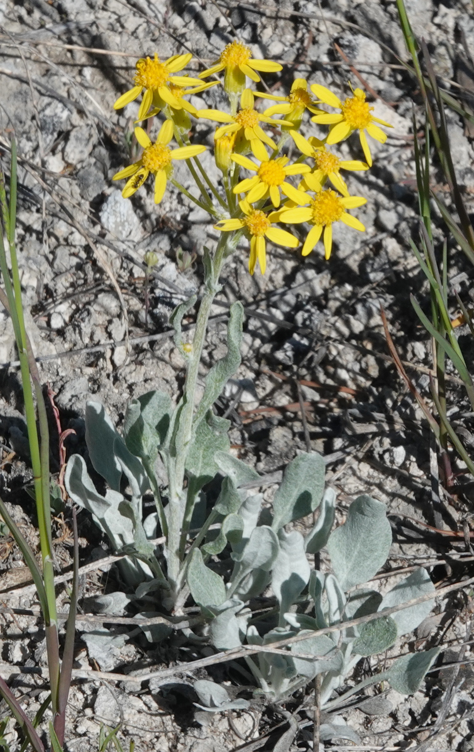 iGoTerra Learn about Blackheaded Weaver Ploceus melanocephalus