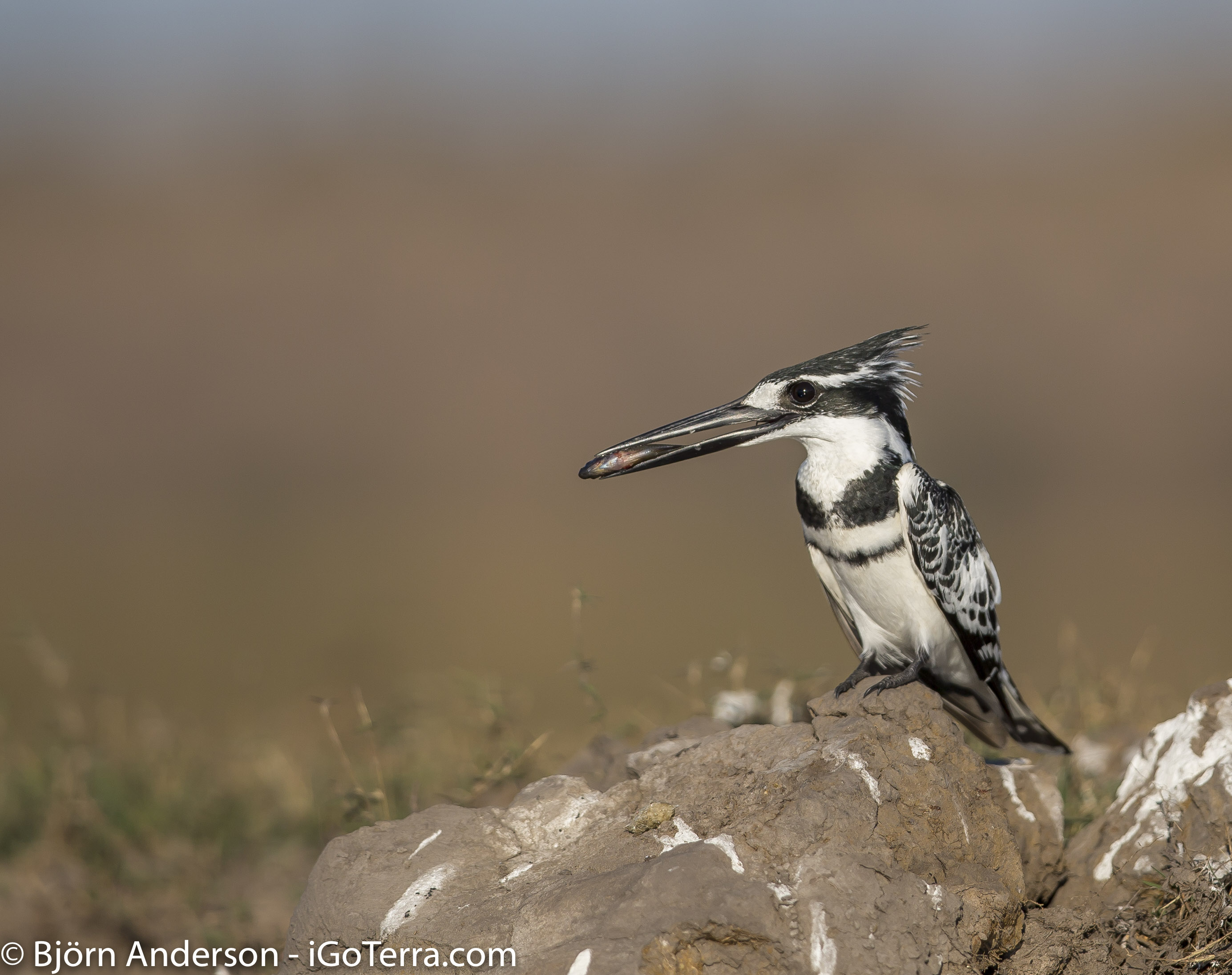 iGoTerra Learn about Sichuan Thrush Zoothera griseiceps