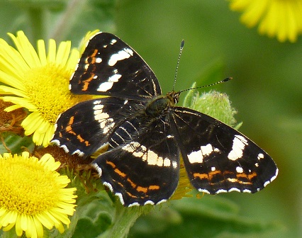 iGoTerra Learn about Australian Swiftlet Aerodramus terraereginae
