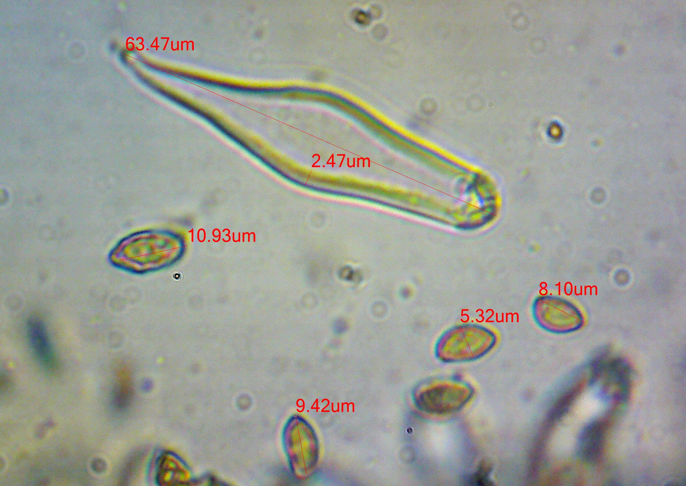iGoTerra Learn about Himalayan Swiftlet Aerodramus brevirostris