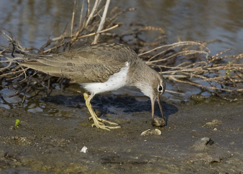 iGoTerra Learn about Peucestas Satyr Pedaliodes peucestas