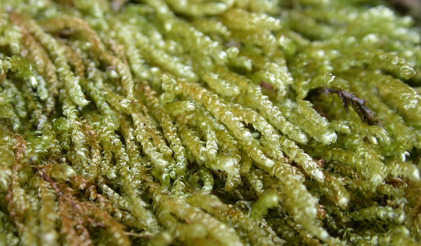 iGoTerra - Learn about Catharus ustulatus incanus