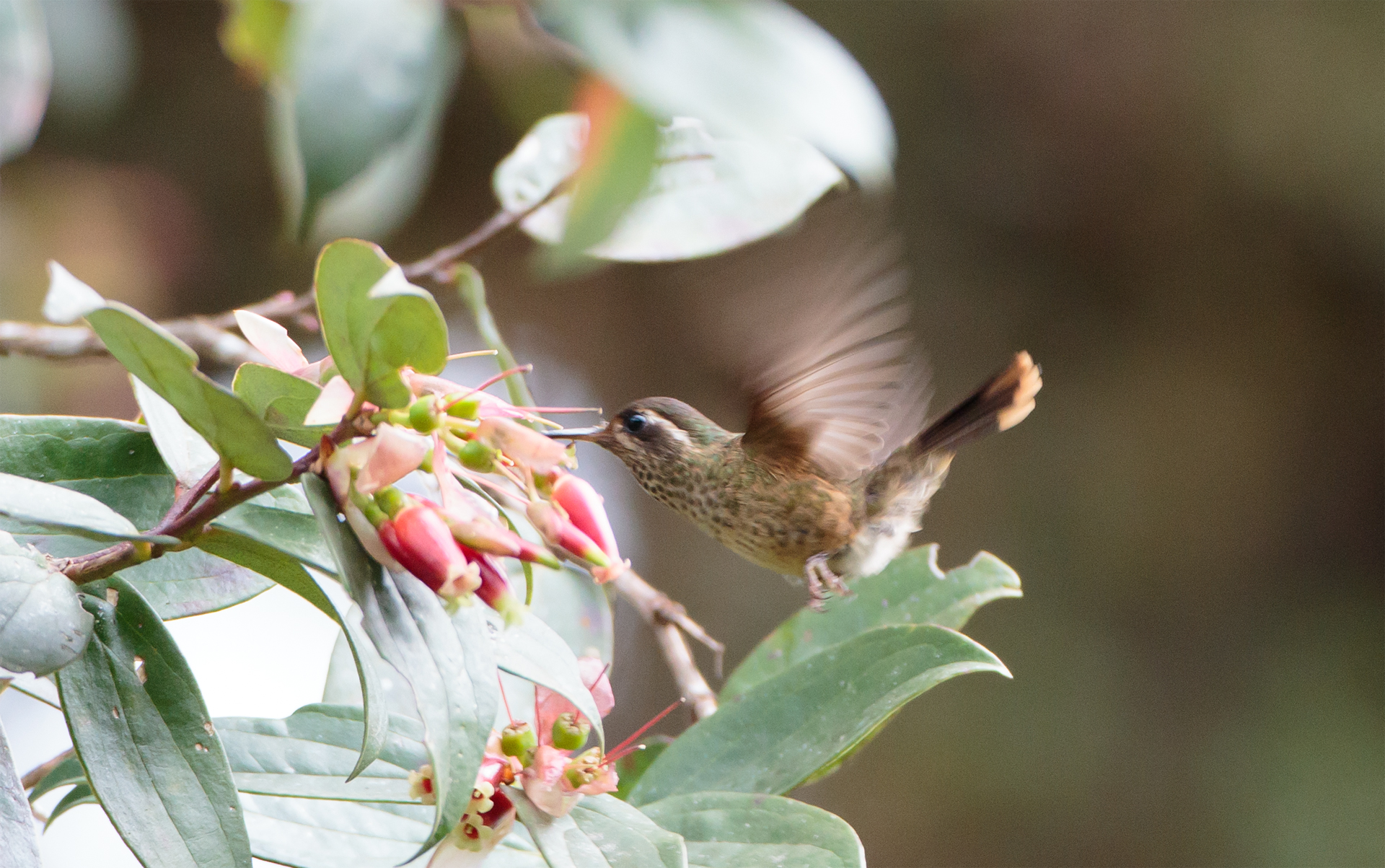 iGoTerra - Learn about Neddicky Cisticola fulvicapilla