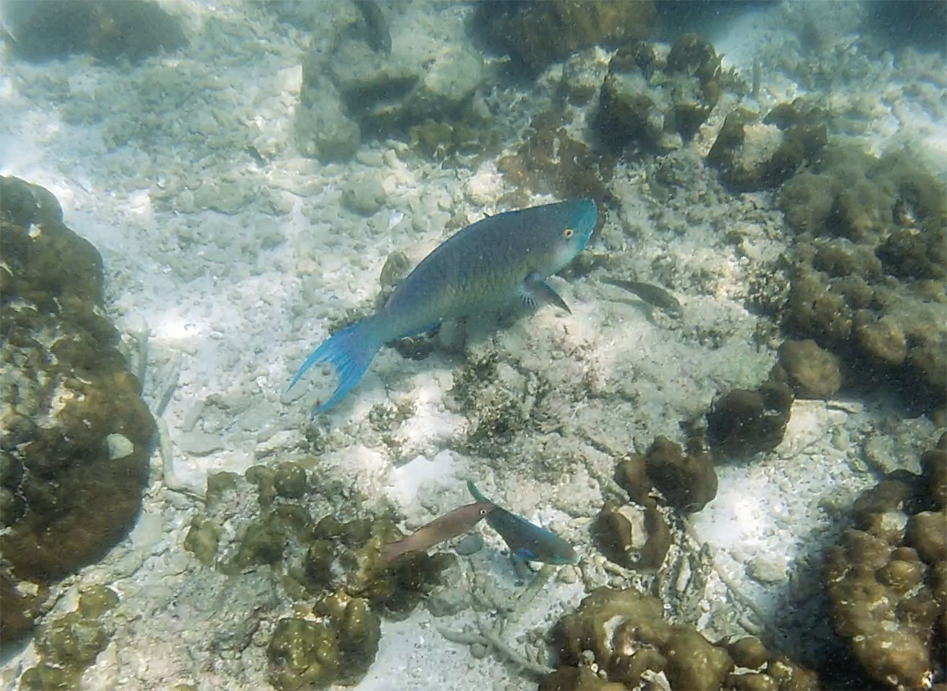 iGoTerra - Learn about Red-headed Malimbe Malimbus rubricollis