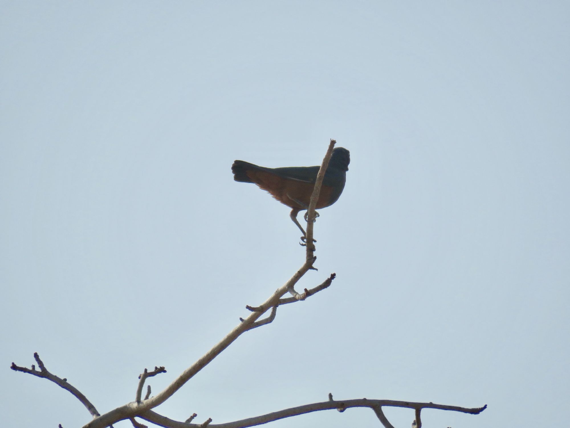 iGoTerra - Learn about Common Kingfisher Alcedo atthis