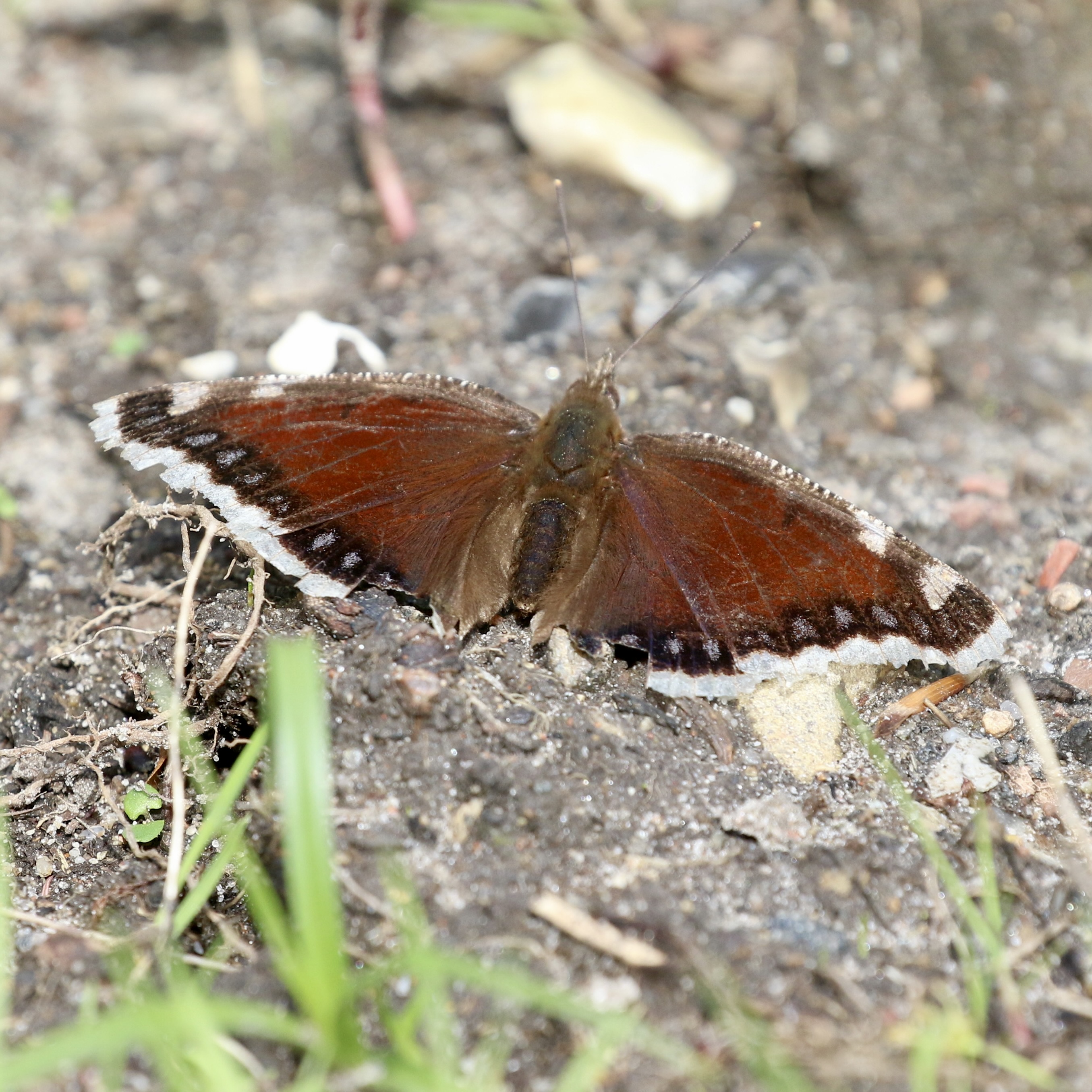 iGoTerra Learn about Amazonian Motmot Momotus momota