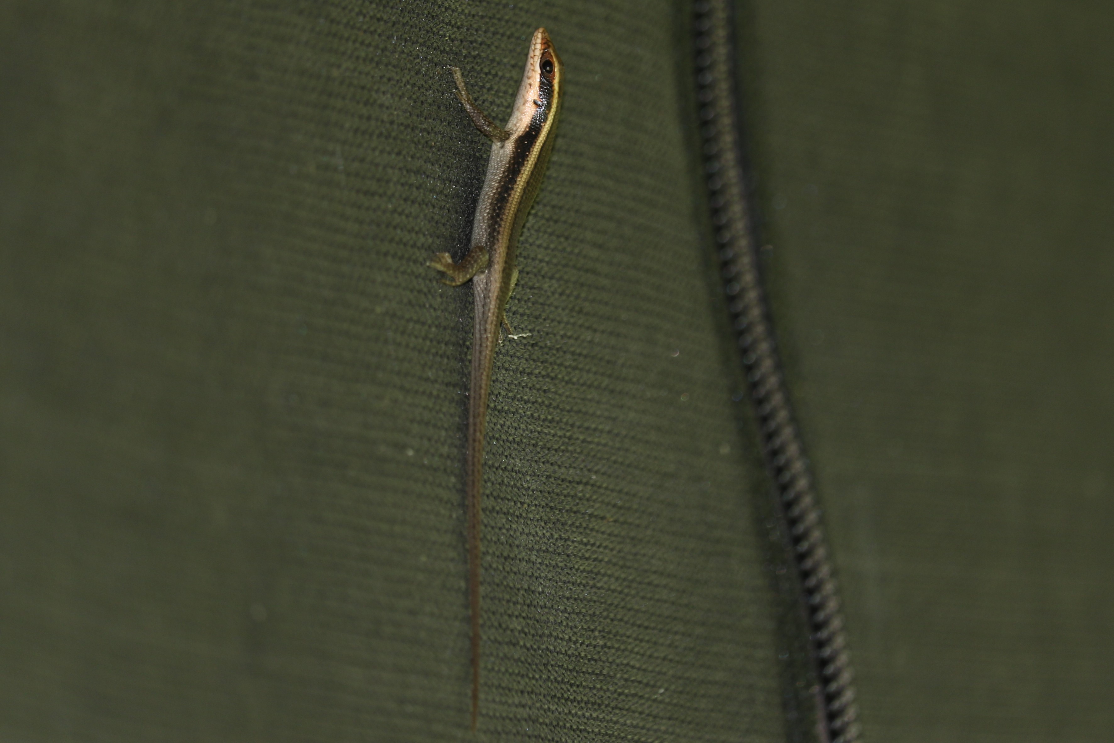 iGoTerra - Learn about Aurora Bluetail Ischnura aurora