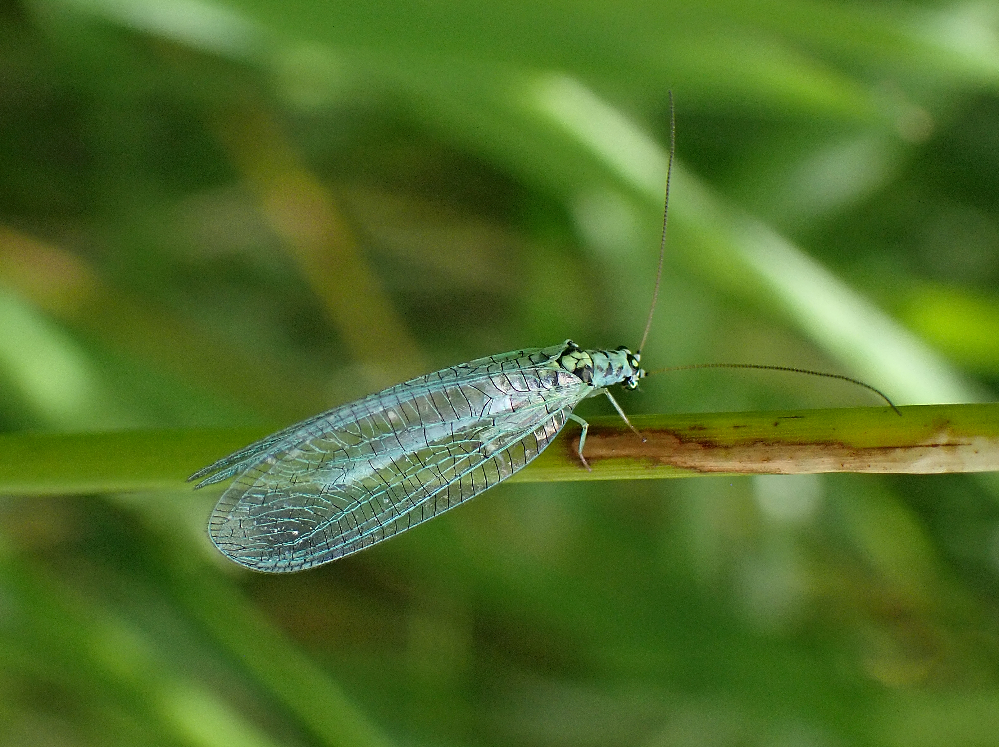 iGoTerra - Learn about Red-headed Malimbe Malimbus rubricollis