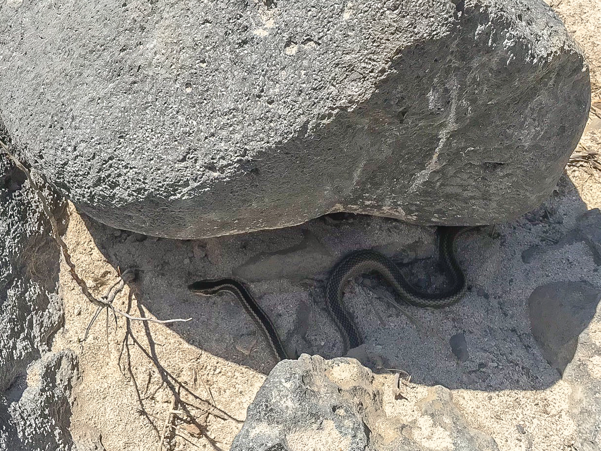 iGoTerra Learn about Aerodramus fuciphagus vestitus